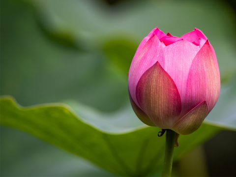 Lotus blossoming